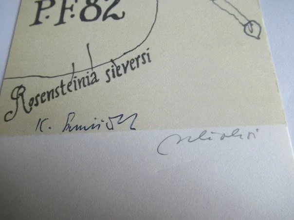 Původní sběratelská novoročenka PF 82 K. Samšiňák – autor Zdeněk Mlčoch, motiv Rosensteinia sieversi (20,5 × 9,5 cm)