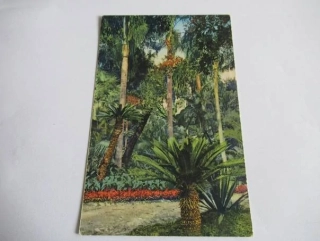 Golfe- Juan - Les Cocotiers - Francie