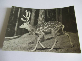 Liberec - severočeská zoologická zahrada