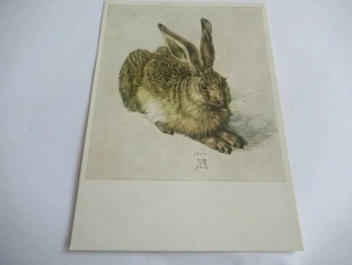Albrecht Dürer: Zajíc