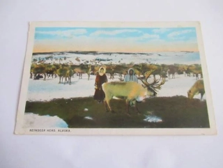 Alaska - Reindeer Herd - USA