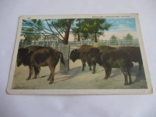 Chicago - Buffaloes, Lincoln Park - USA