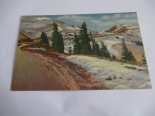 Timberline in the Rockies - USA