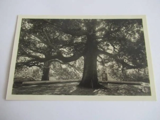 Dubrovnik - Trsteno - Chorvatsko