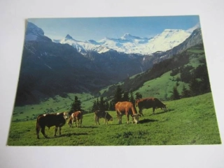 Alpweide bei Adelboden - Švýcarsko