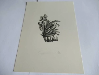 Volná grafika s kubistickým floristickým motivem rozkvetlých tulipánů, autor Kalašnikov, originální tisk z roku 1972, vlastnoruční autorská signatura a datace, rozměr 22 × 16 cm