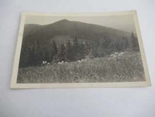 Krkonoše - kvetoucí louky u Dvoračky