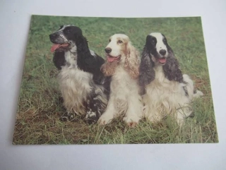 Anglický Kokršpaněl