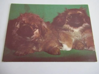 Štěňata pekingských palácových psíků