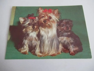 Jorkšírští terieři