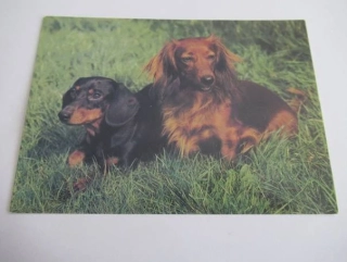 Jezevčík hladkosrstý a dlouhosrstý