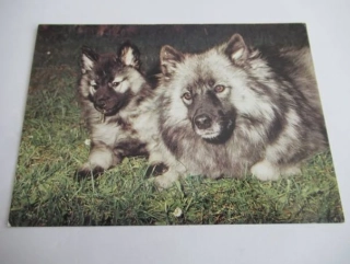 Vlčí špic se štěnětem