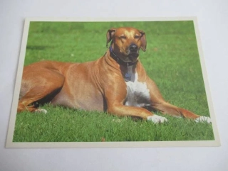 Rhodénský ridgeback