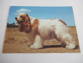 Americký kokršpaněl