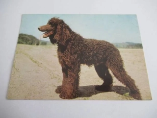 Irský vodní španěl