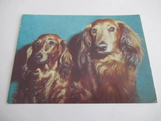 Jezevčíci dlouhosrstí