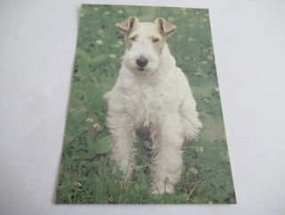 Foxteriér drsnosrstý