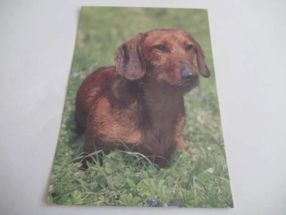 Jezevčík Drsnosrstý