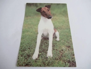 Foxteriér hladkosrstý