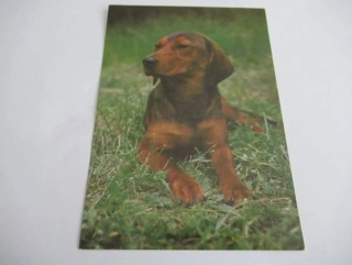 Jezevčíkovitý brakýř