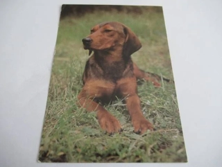 Jezevčíkovitý brakýř