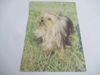 Jorkšírský terier