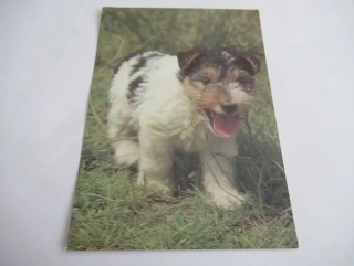 Foxteriér drsnosrstý