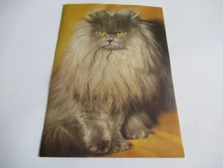 Kočka perská modrá