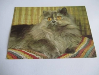Kočka perská