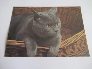 Kočka britská