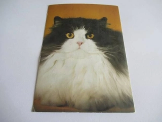 Kočka perská