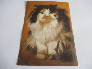 Kočka perská