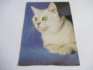 Kočka britská