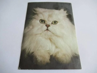 Kočka perská