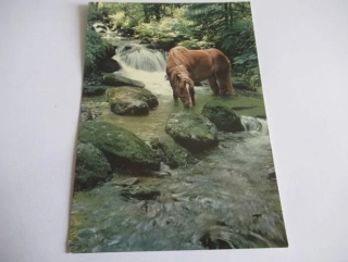 Dřevařský kůň po práci