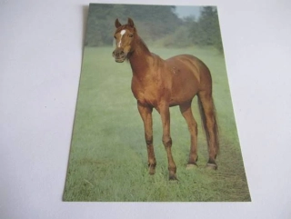 Pouštní arabská plnokrevná klisna