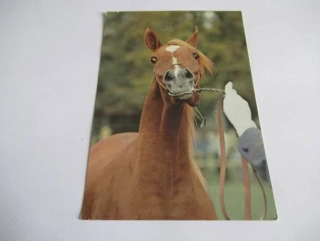 Arabská plnokrevná klisna