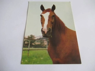 Anglický polokrevník