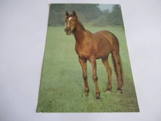 Pouštní arabská plnokrevná klisna