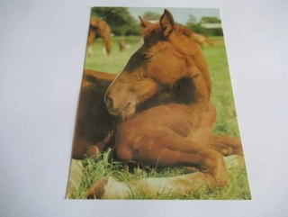 Anglický polokrevník