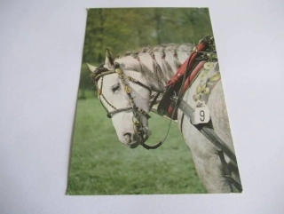 Kůň malopolské rasy v krakovském postroji