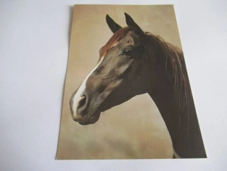 Arabská plnokrevná klisna