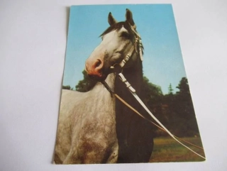 Ušlechtilý teplokrevník