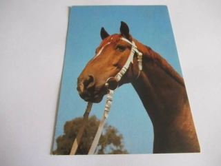 Ušlechtilý teplokrevník