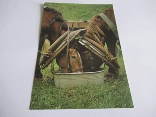 Polední přestávka dřevařských koní