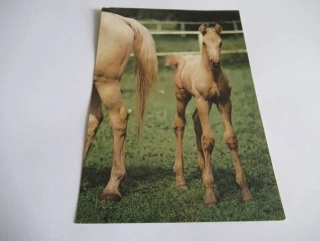 Chlumácký žluťák