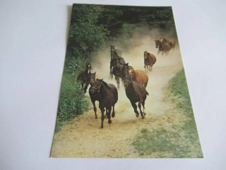 Stádo albertoveckého hřebčína