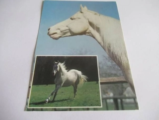 Achaltekinský kůň