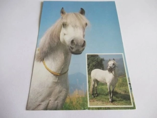 Welsch Mountain pony