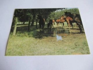 Ušlechtilí teplokrevníci